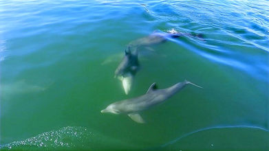 Dolphin Cruise St Pete