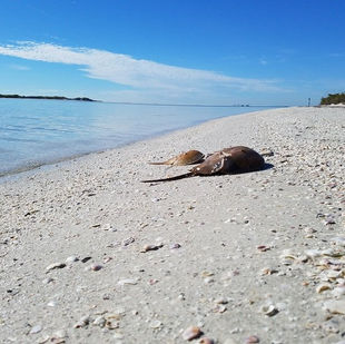 Horseshoe crabs taking a rest on the beach of Shell Key island.