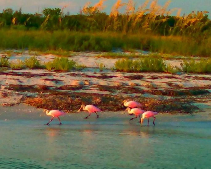 Roseate Spoonbills kayak tour shell key, St Pete