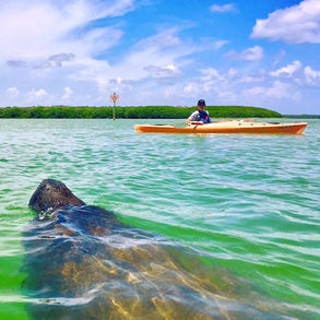 Manatee Kayak tour Shell Key, St Pete