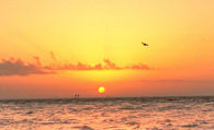 Shorebird flies past sun on our Sunset Cruise, St Pete