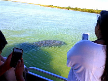 Private Snorkeling Tour St Pete