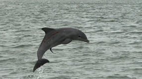 We caught a leaping dolphin on our dolphin cruise from St Pete