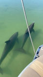 Dolphins come up close to visit quite often on our dolphin cruises.