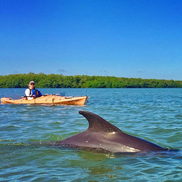 Kayak Tour Shell Key St Pete