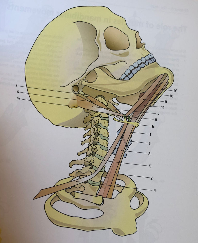 Myth Busting With the SC joint