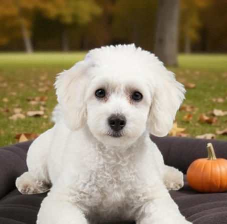 Photoroom_20251114_002639 (1)_edited_edi