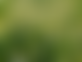 【インターン募集】のお知らせ