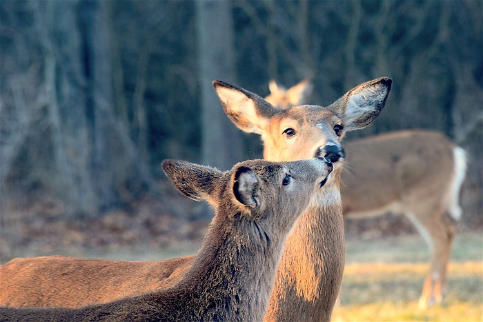 animal-buck-close-up-356361.jpg
