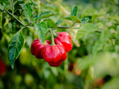 Too Hot To Handle: A quick look at Scotch Bonnet Peppers