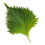 Miniatura: Shiso