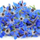 Miniatura: Borage