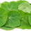 Miniatura: Nasturtium