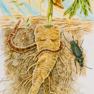 Drawing of a parsnip being pulled from the ground by Jude Griebel