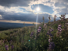 IMG_0167.jpeg