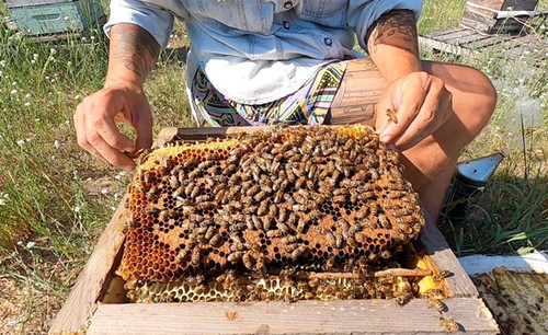 Open Apiary | Ang Roell