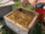 an 8 frame comfort hive mating nuc