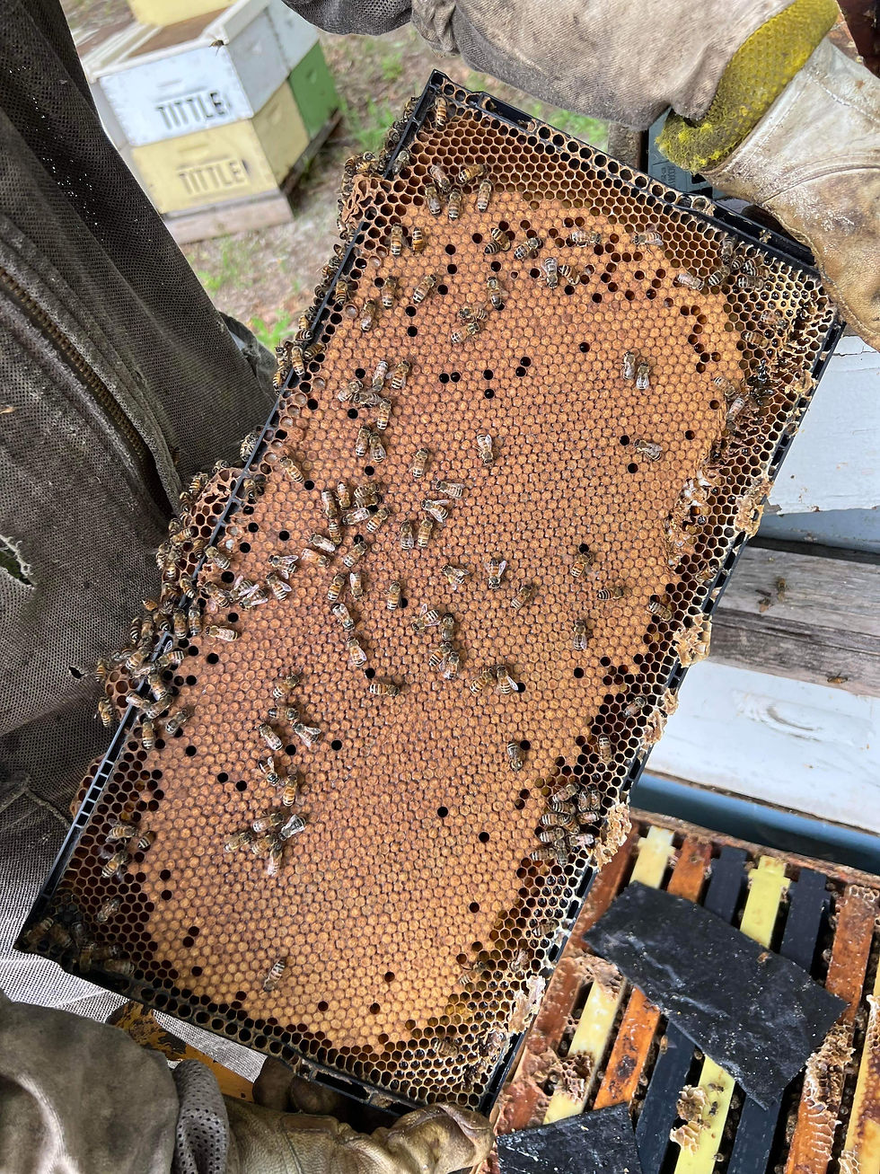 Thumbnail: 2026 Nucleus Hive