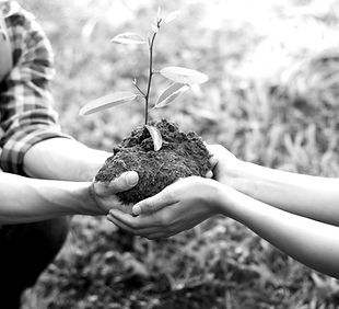 Planting a Tree_edited.jpg