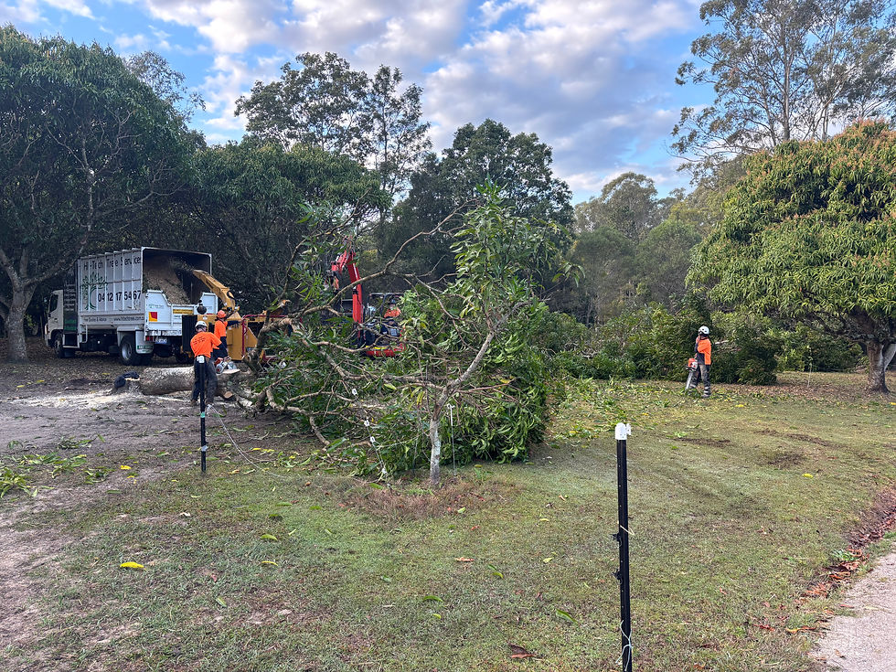 Hi Tech Trees crew and truck clearing tree debris on site