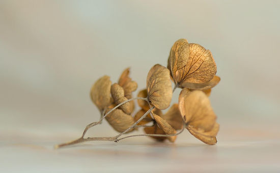 hydrangea-6974362_1920 (1).jpg