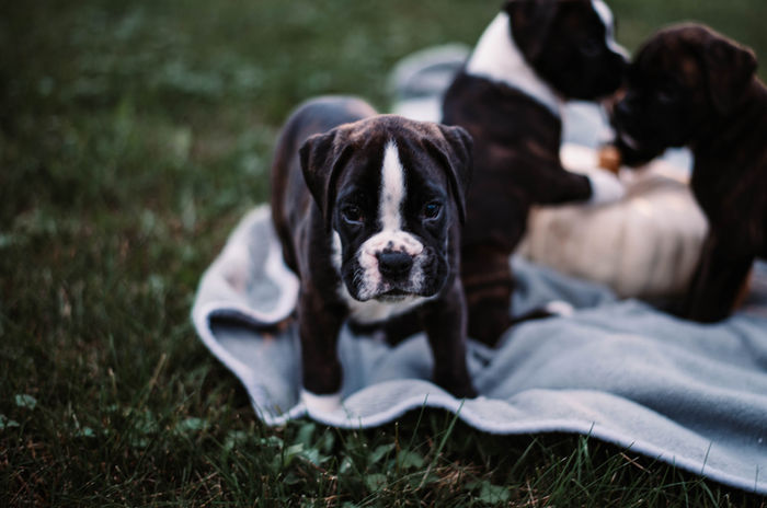 Reverse Brindle Flashy Face Male Boxer Puppy