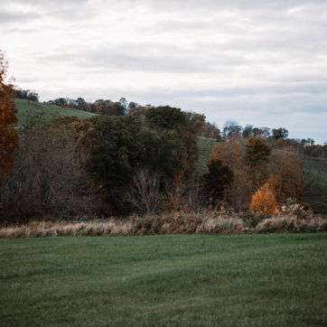Lynn Valley Boxers Landscape