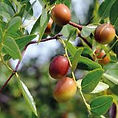 jojoba.jpg