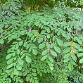 moringa.jpg