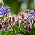 borage.jpg