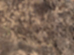 Dirt_edited.jpg