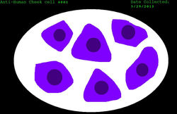 anti human cheek cheek cell
