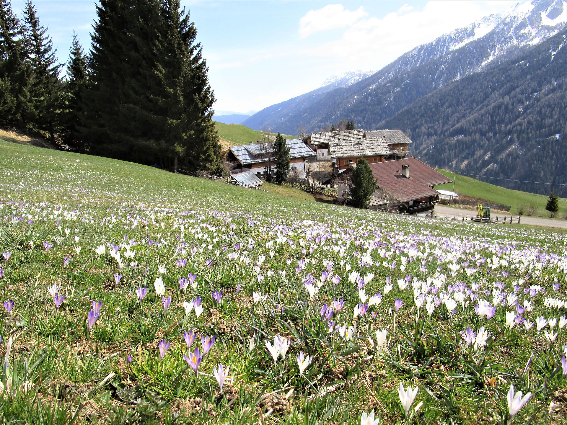 Frühjahr am Oberhof