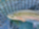 IMG_6268.jpeg
