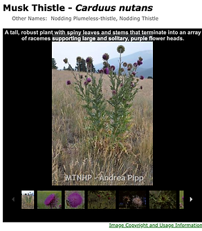Musk Thistle.png