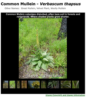 Common Mullein.png