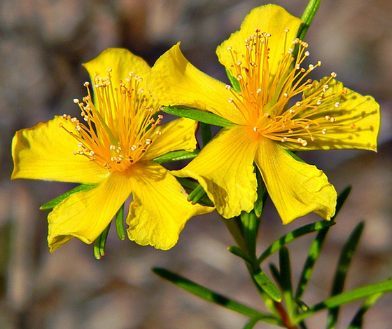 St. John's Wort - Uses and Benefits