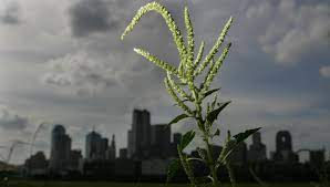 Dallas Allergies & HVAC Solutions