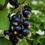 Thumbnail: #017-Black Currant and Jasmine Scented Candle