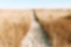Sandy Grass Pathway_edited.jpg