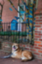 Dog relaxing in the Foggy Bottom neighborhood