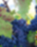 Beautiful set of grapes on vine