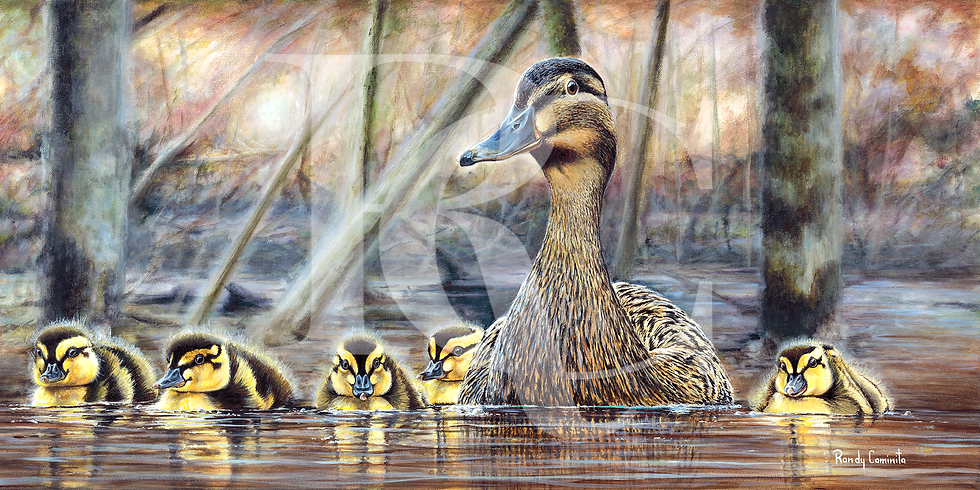 caminita_duck_ducklings
