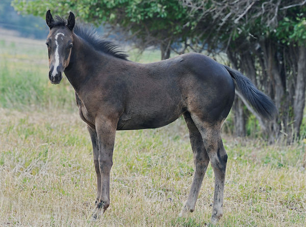 Lot # 8 Princess Goes Boon_edited.jpg