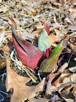 Skunk Cabbage - Symplocarpus foetidus