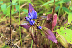 Bottle Gentian - Gentiana andrewsii