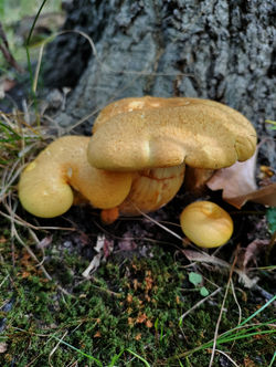 Yellow Gymnopilus - Gymnopilus luteus