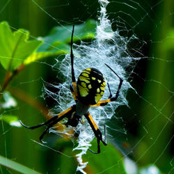 Other Inverts - Argiope aurantia - Black and Yellow Garden Spider.JPG