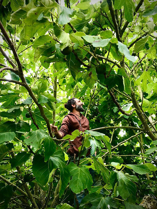 peppi in fig.jpeg