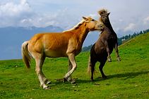 AdobeStock_287511431_edited.png